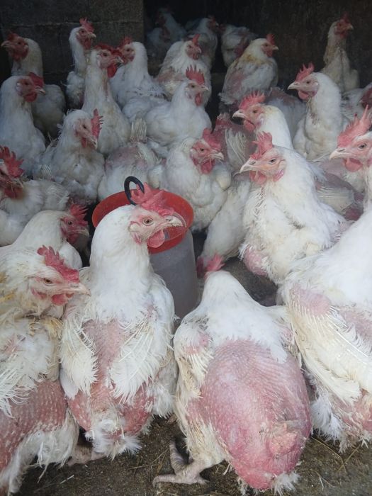 Pui alb ,gaini de carne