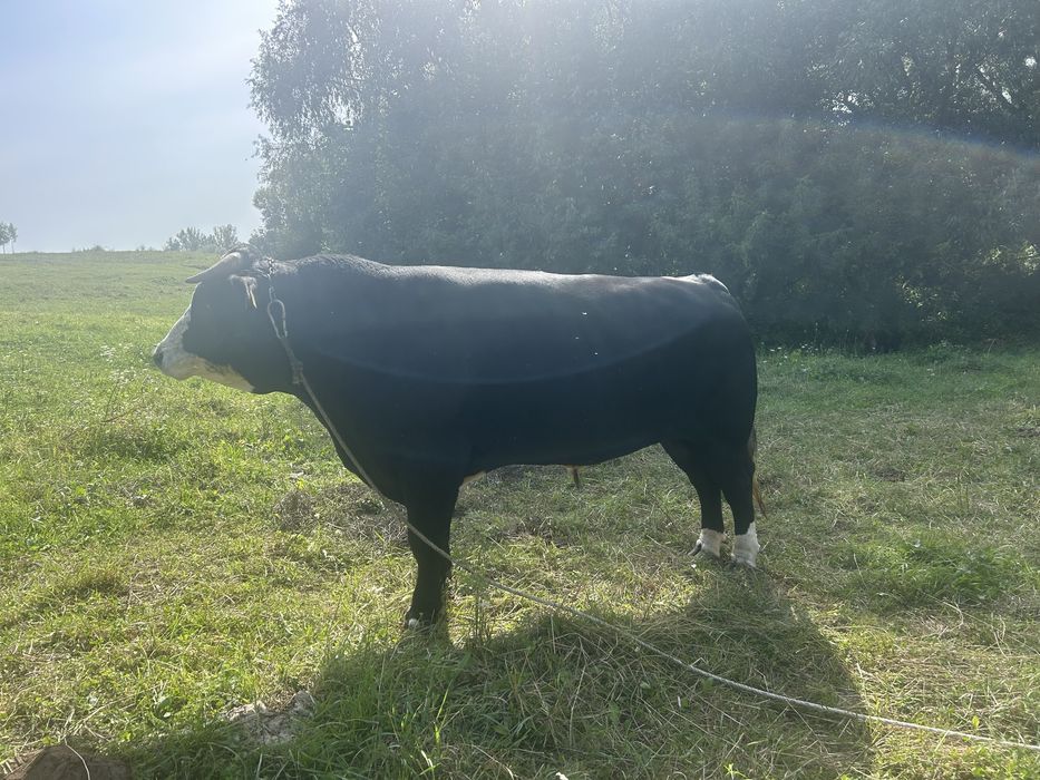 Taur de vanzare