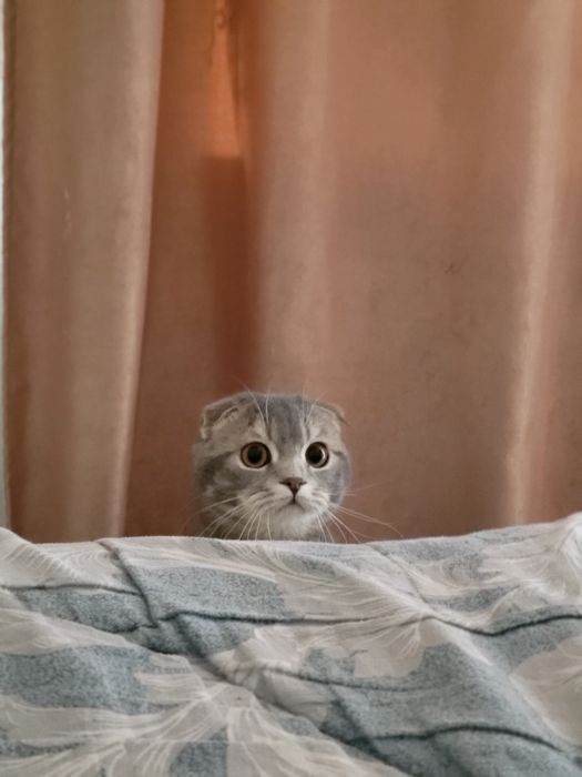 Висловухе и шотландец