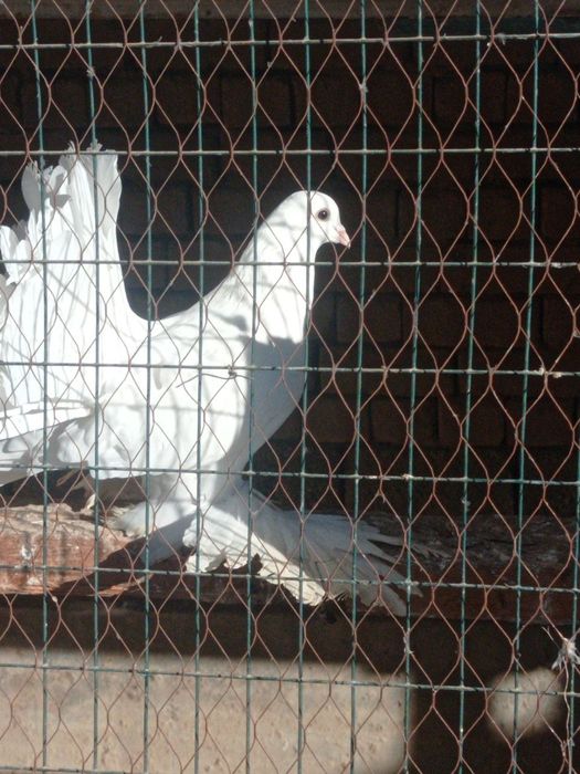 Продаются голуби