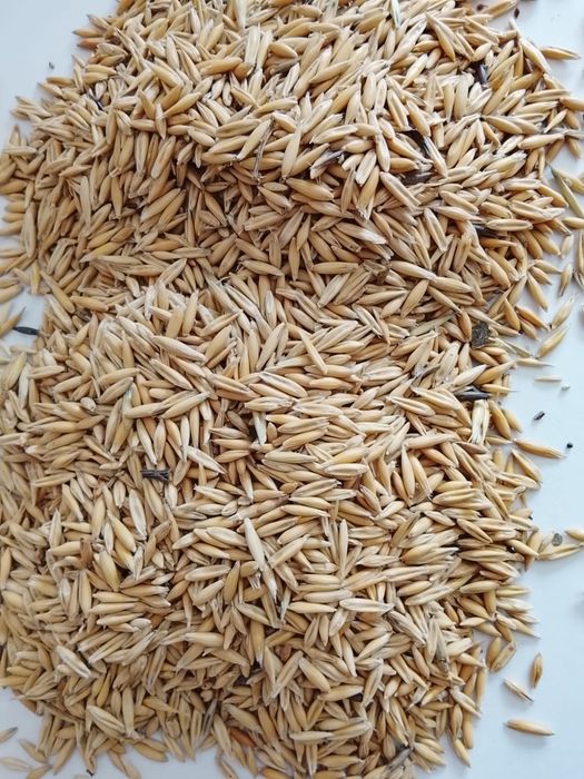 Овес в мешках росьпью