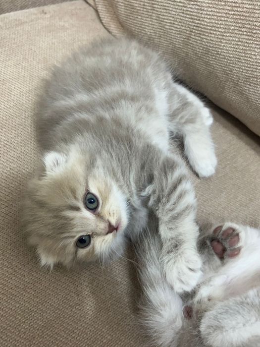 Котята породистые