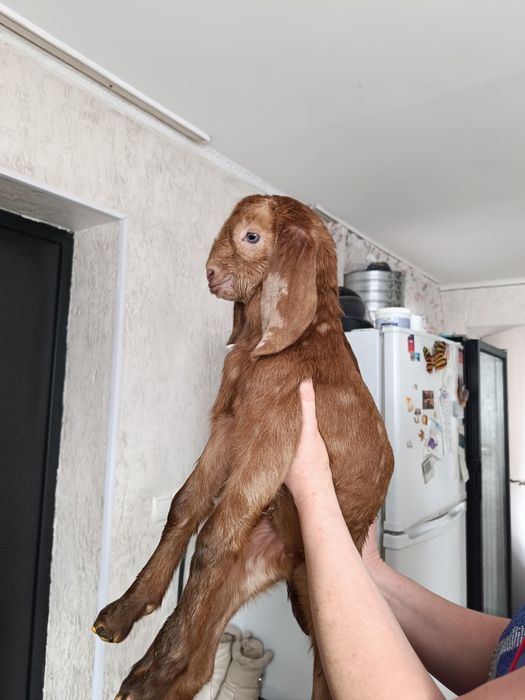 Козлята камори битал