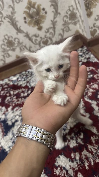 Белий кошки 40 дней