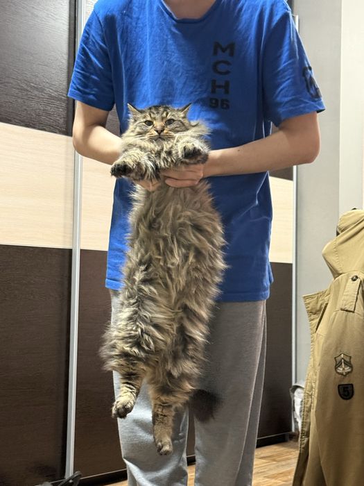 Пропал кот (мальчик )(каин)