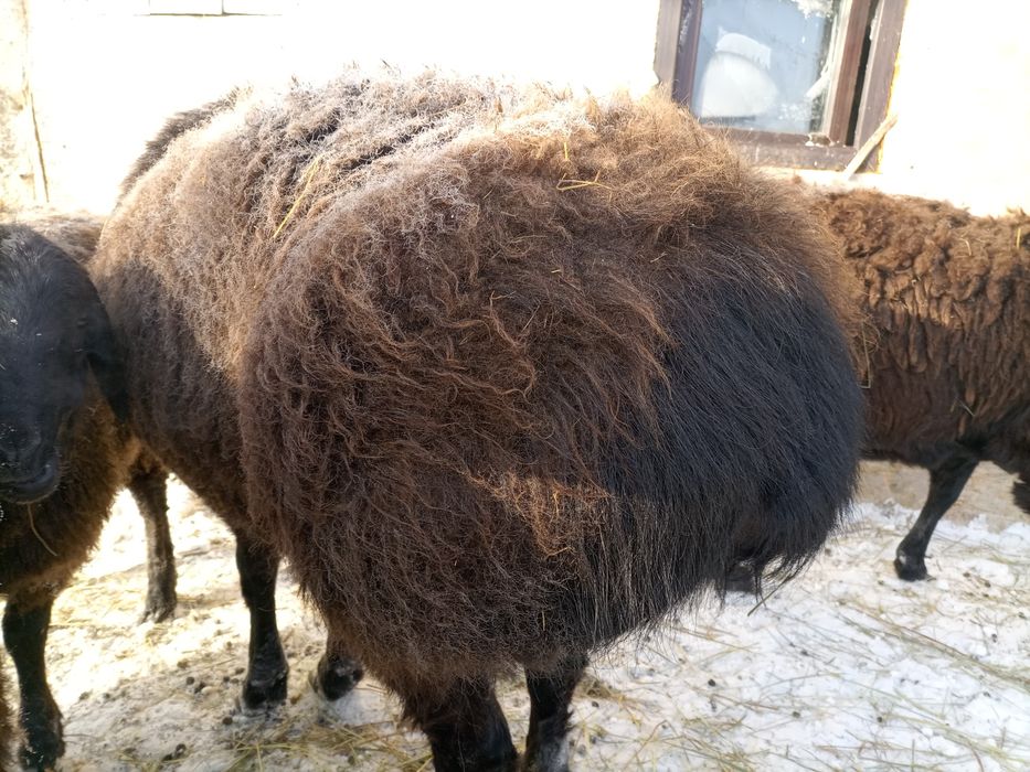 Продам кошкара порода гиссар