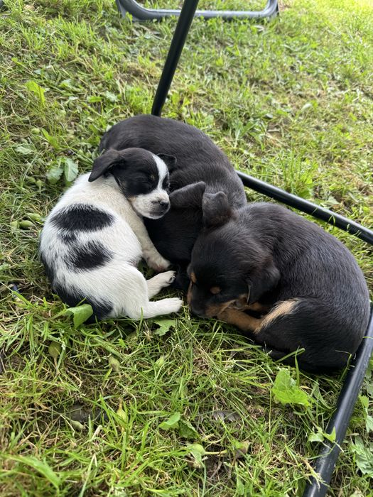 Pui de cățel spre adopție – talie mică/medie, foarte iubitori și jucăuși