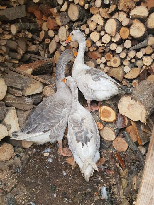 Vând gâște sau schimb