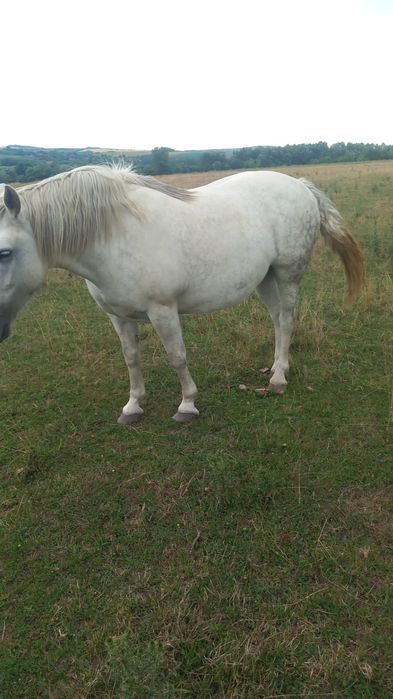 Vând cal iapa femela