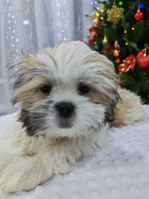 Продам щенка ши тцу.