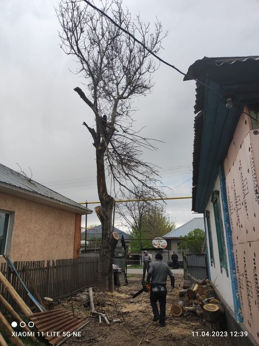 Спил. Пилим деревя