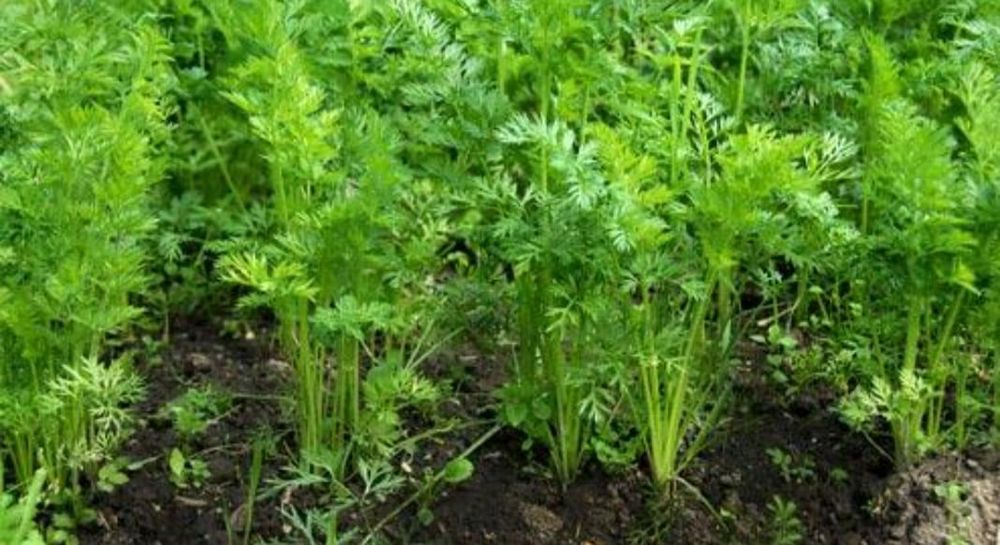 Ботва моркови сушёная от варикоза