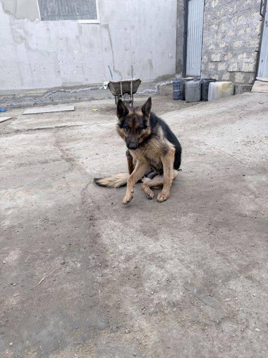 Щенок отец щенка овчарка щенок  девка