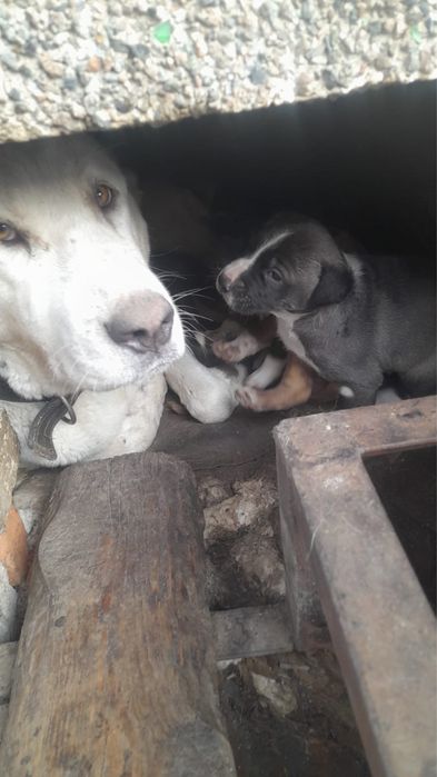 Продам щенков помесь