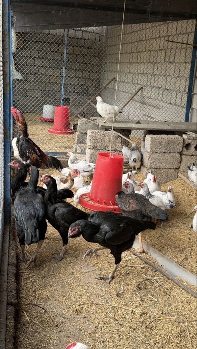 Дакан жужалар тоза зот