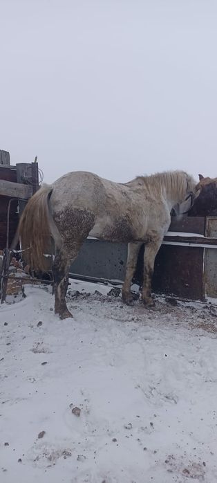 Продам, Айгыр(ЖЕРЕБЦА)