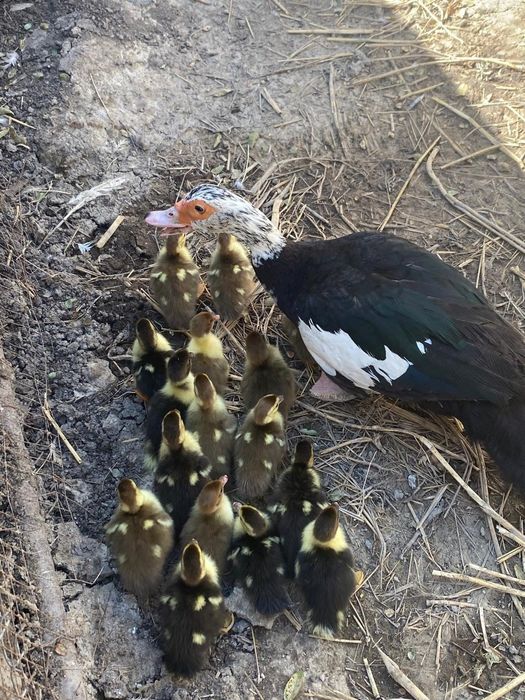 Жумыртка Индоутка яицо