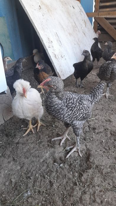2 айлық әтеш балапандар бар
