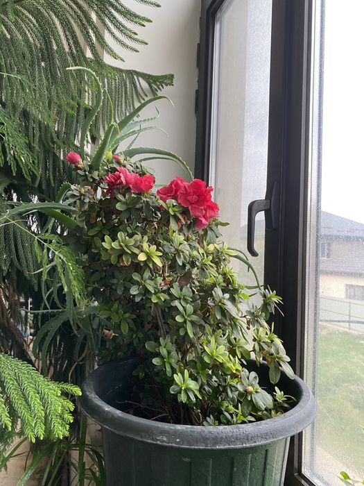 комнатные цветы