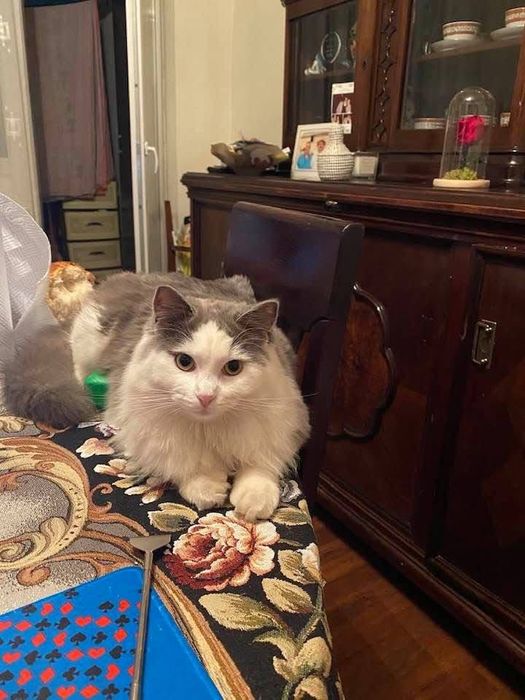 Adopție București – TIMUR & ZUZA