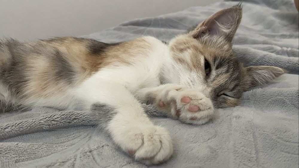 Котёнок в добрые руки