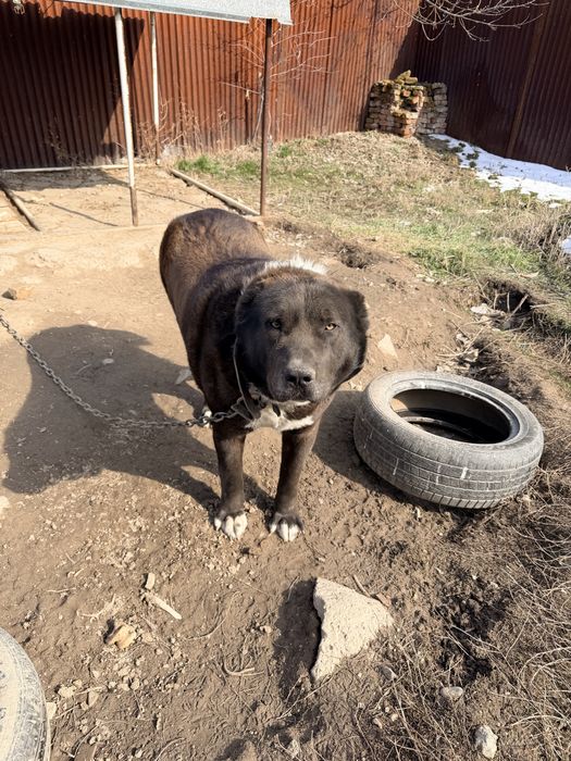 Казаки кара тобет