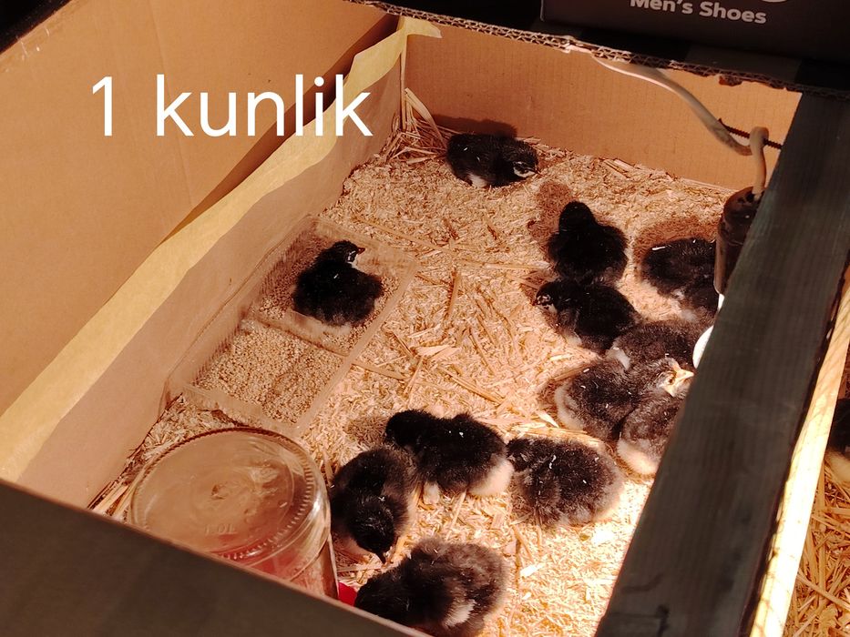 Qorashaxzoda--avstrolop--kurka jojalari sotiladi sog'lom