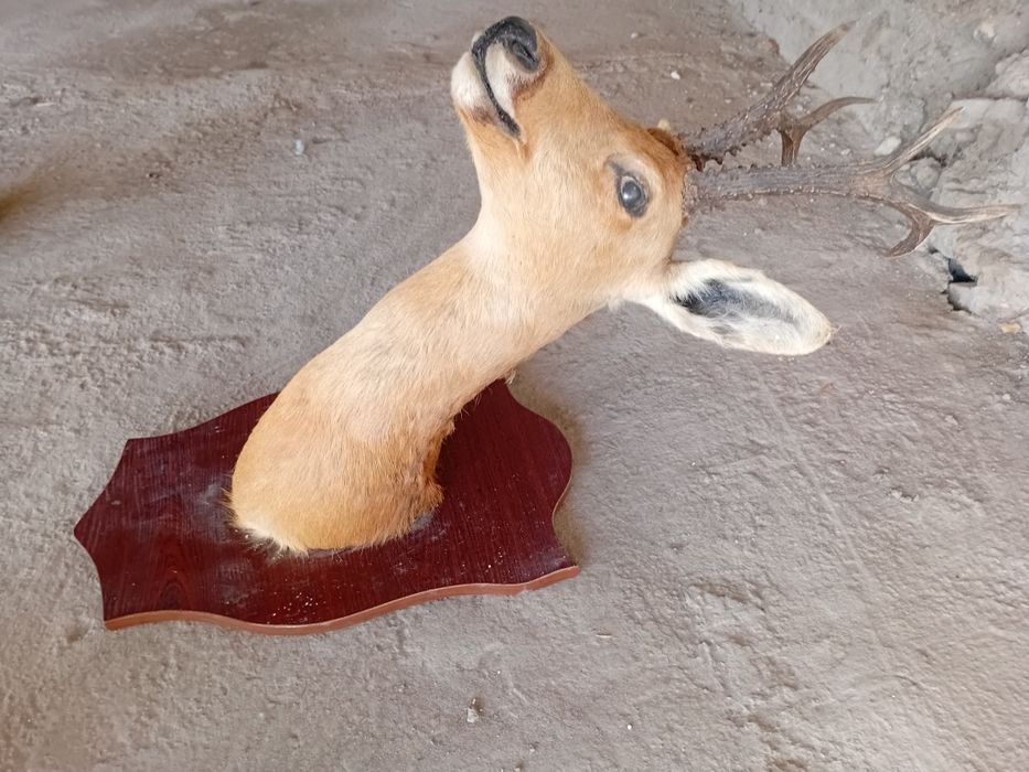 Чучело головы оленя.