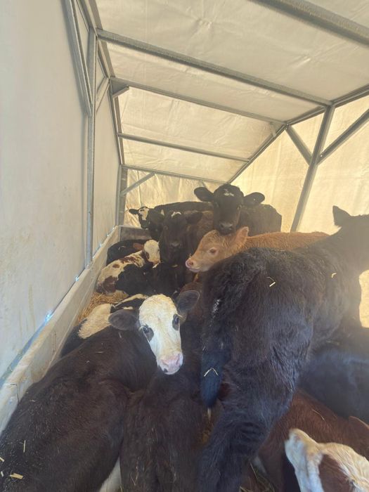 Бұзаулар сатылады