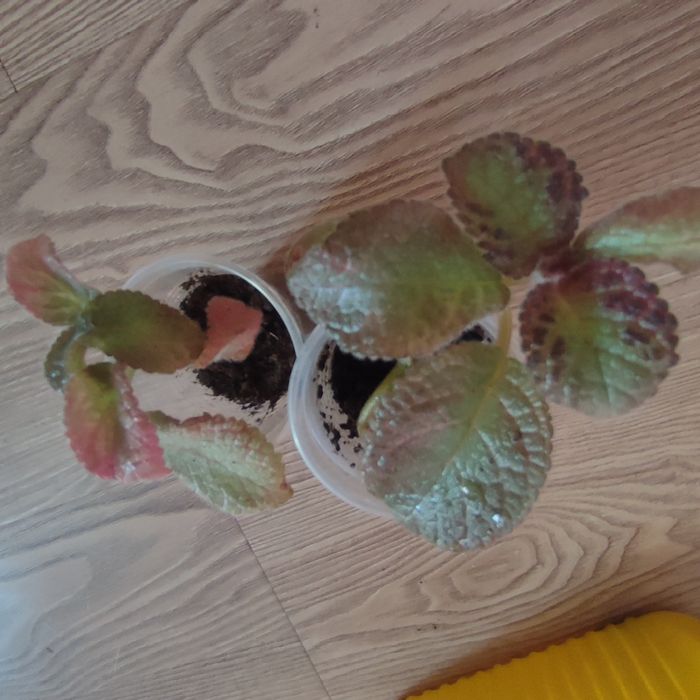 Эписции -цветущие растения