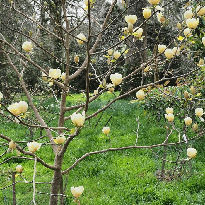 Magnolia Yellow River la ghiveci