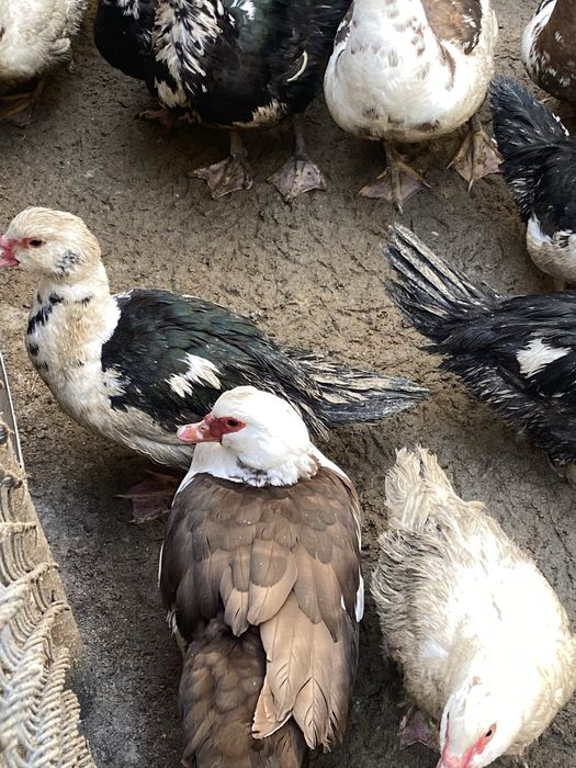 Утки и гуси молодые