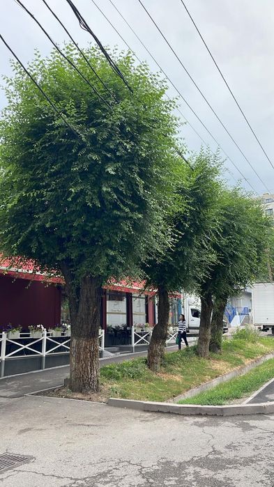 Спил деревьев санитарная обрезка!!!