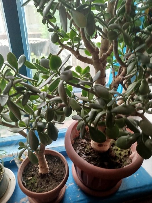 Алоэ Вера, Денежное дерево!