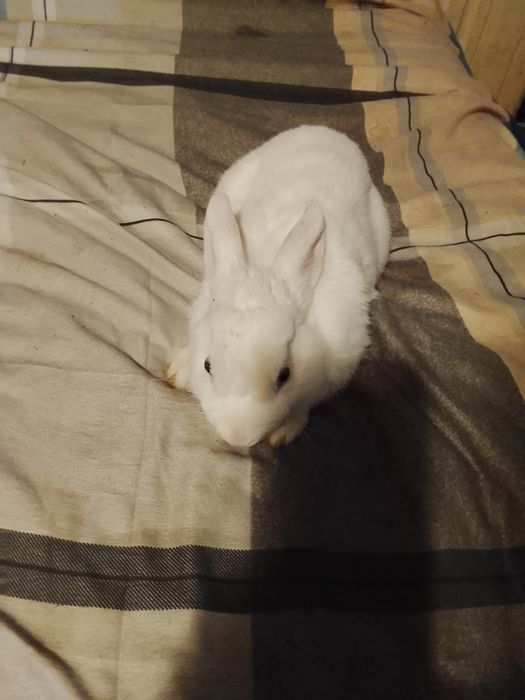 Декоративный кролик