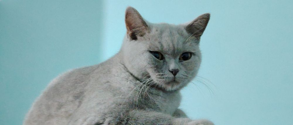 Британская короткошерстяная