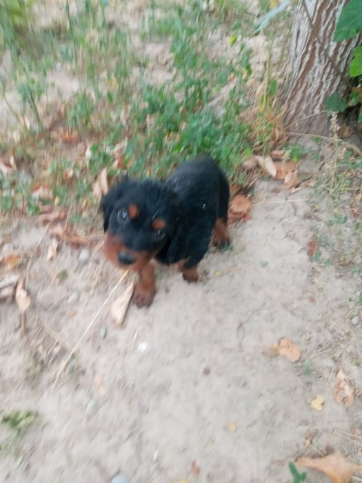 Щенок спаниель город шымкент