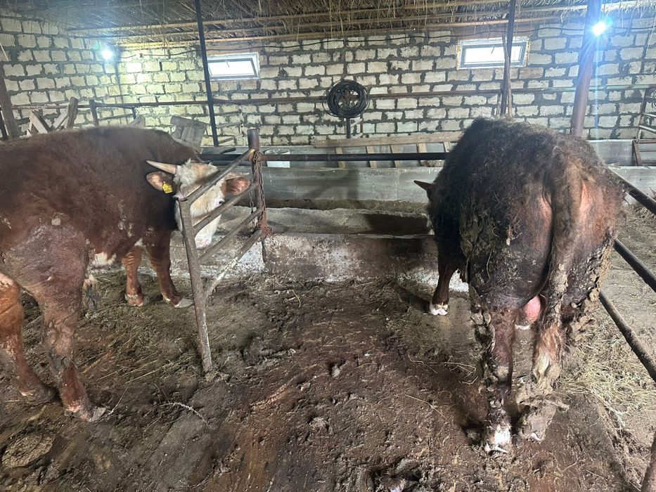 Бұқалар сатылады ақ бас