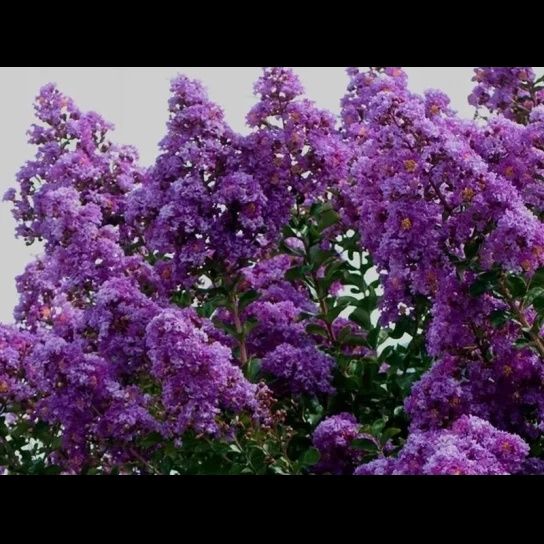 Pomi ornamentali liliac indian