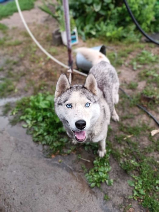 Отдаём сибирскую хаски