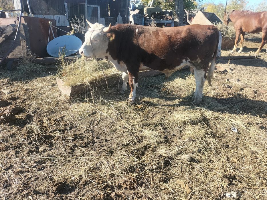 продам бычков 8 голов