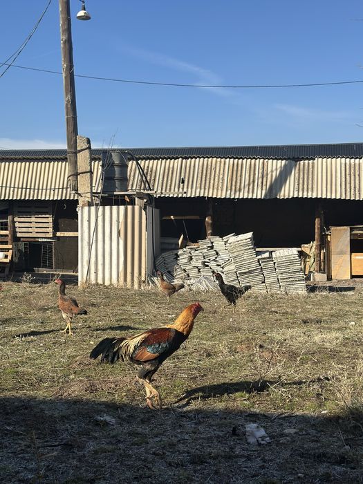 Дакан Қораз кореиц