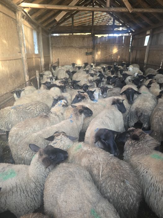 Vând oi metis Suffolk și 2 berbeci Suffolk