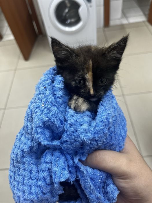 Котятя девочкибесплатно