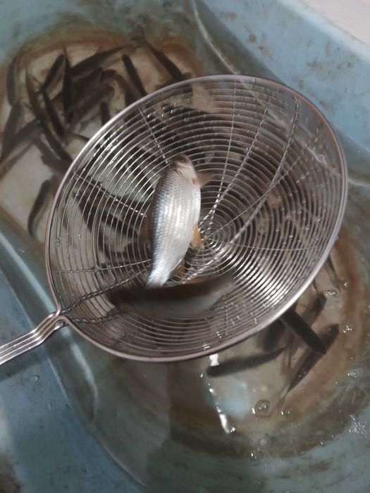 Малек живец для рыбалки