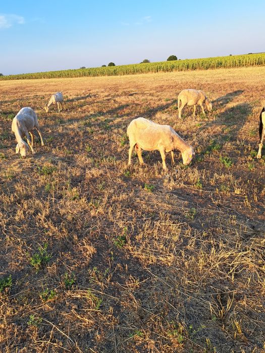 Oi assaf, lacaune si ille de France de vânzare.