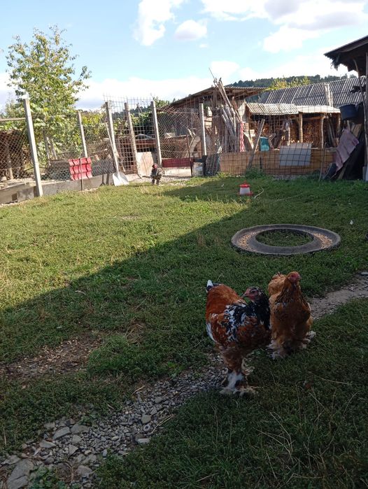 Puicuță și Cocoșel