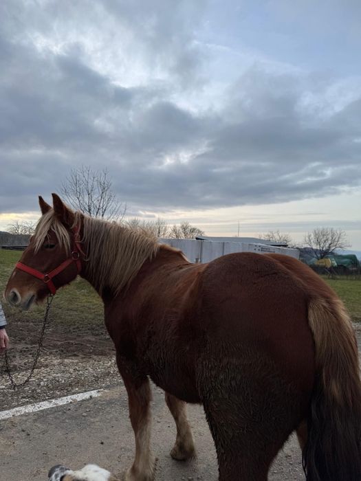 Vand manza de 1 si 7 luni sau schimb pe vaci