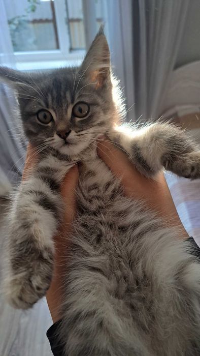 Котенок в добрые руки