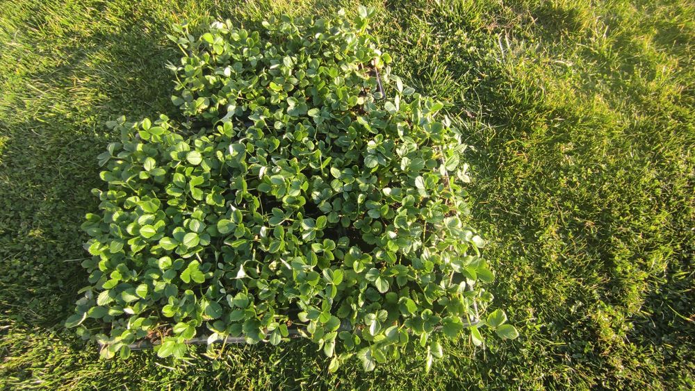 Предлагам разсад целогодишни ягоди сорт Албион